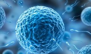 男性结扎后还能复通吗